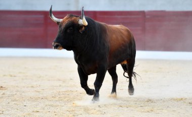 İspanyol arenasında boynuzları olan kızgın bir boğa.