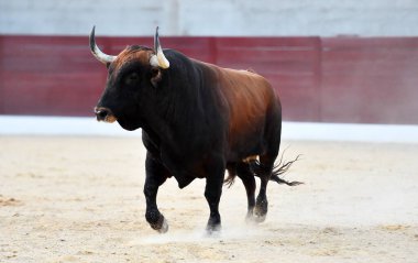 İspanyol arenasında boynuzları olan kızgın bir boğa.