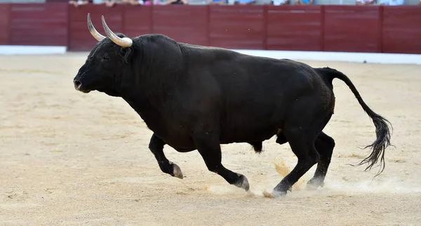 a angry bull with big horns on spanish bullring