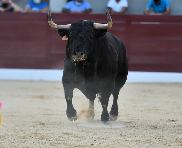 Een Boze Stier Met Grote Hoorns Spaanse Bullring — Stockfoto