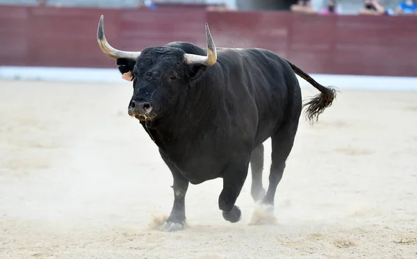 Сердитий Бик Великими Рогами Іспанському Бику — стокове фото