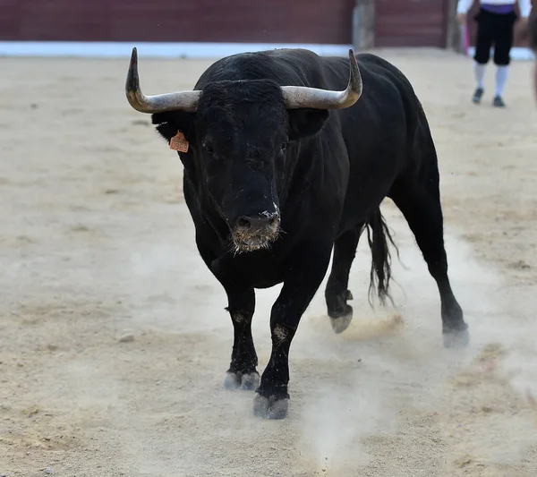 Een Boze Stier Met Grote Hoorns Spaanse Bullring — Stockfoto