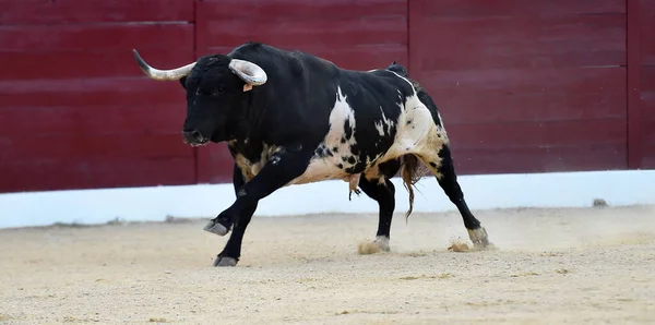 Toro Arrabbiato Con Grandi Corna Bullring Spagnolo — Foto Stock