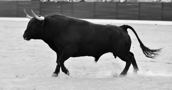 Touro Zangado Com Grandes Chifres Praça Touros Espanhola — Fotografia de Stock