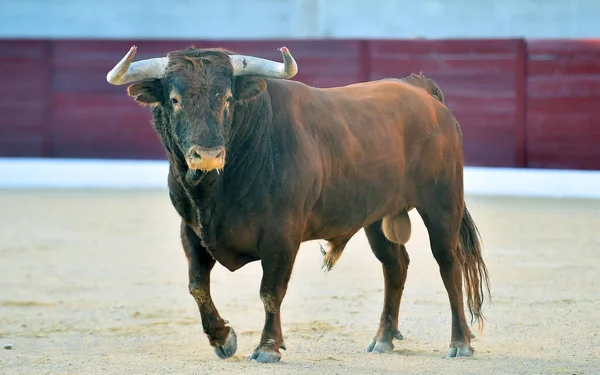 a angry bull with big horns on spanish bullring