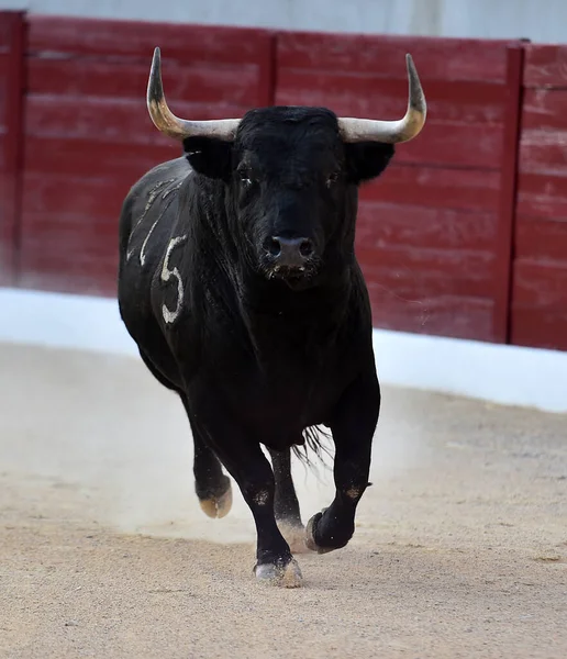 a angry bull with big horns on spanish bullring