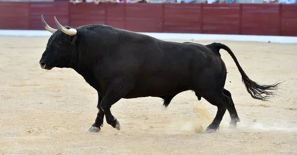 Taureau Colère Avec Grandes Cornes Sur Arène Espagnole — Photo