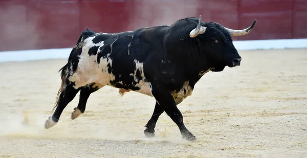 Angry Bull Big Horns Spanish Bullring — Stock Photo, Image