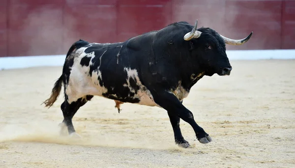 在西班牙斗牛场上长着大喇叭的愤怒的公牛 — 图库照片