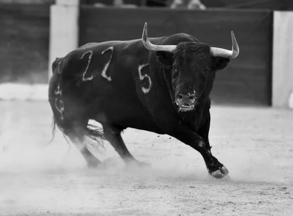 Wściekły Byk Dużymi Rogami Hiszpańskim Ringu Byków — Zdjęcie stockowe