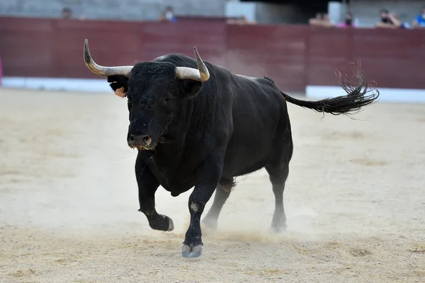 スペインの闘牛場に大きな角を持つ怒りの雄牛 — ストック写真