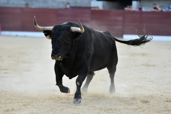 Touro Zangado Com Grandes Chifres Praça Touros Espanhola — Fotografia de Stock