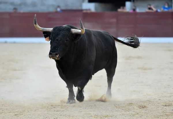 Touro Zangado Com Grandes Chifres Praça Touros Espanhola — Fotografia de Stock