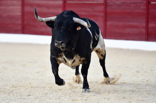 在西班牙斗牛场上长着大喇叭的愤怒的公牛 — 图库照片