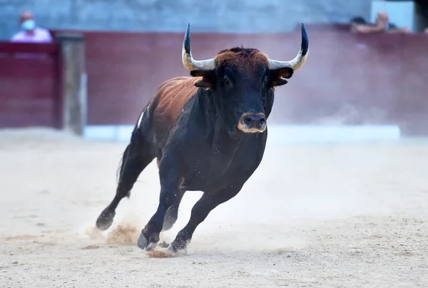 Touro Zangado Com Grandes Chifres Praça Touros Espanhola — Fotografia de Stock