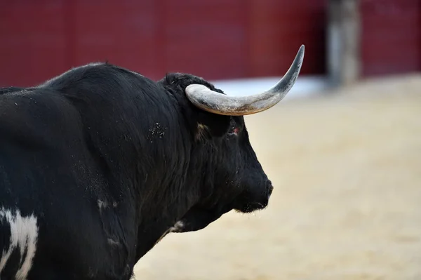 Banteng Marah Dengan Tanduk Besar Arena Adu Banteng Spanyol — Stok Foto