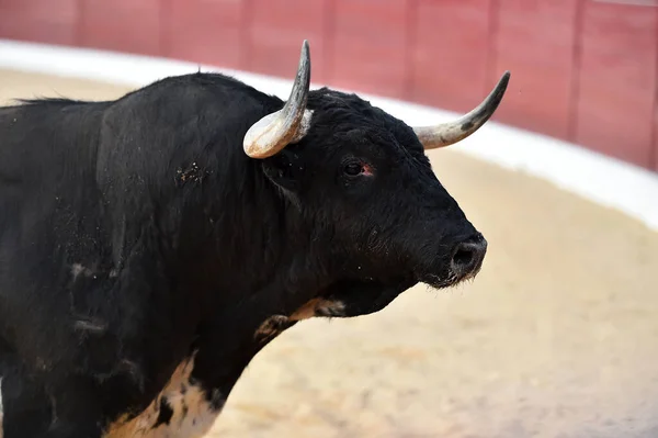 Spanyol Arenasında Boynuzları Olan Kızgın Bir Boğa — Stok fotoğraf