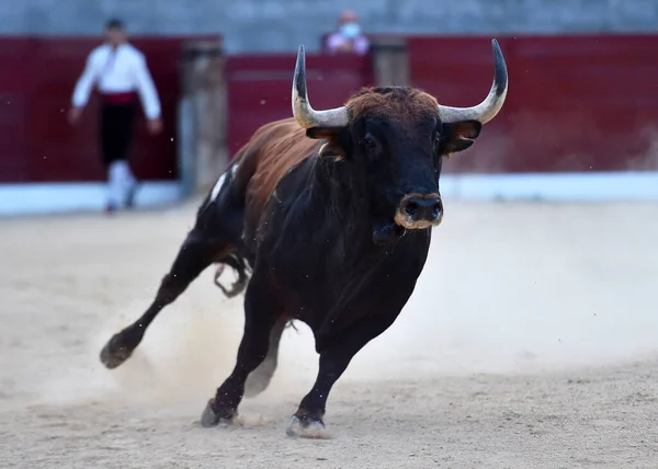 Spanyol Arenasında Boynuzları Olan Kızgın Bir Boğa — Stok fotoğraf