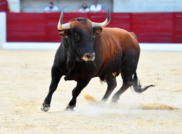 Egy Dühös Bika Nagy Szarvakkal Spanyol Bikagyűrűn — Stock Fotó