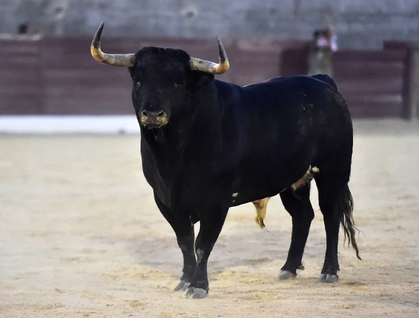 Spanyol Arenasında Boynuzları Olan Kızgın Bir Boğa — Stok fotoğraf