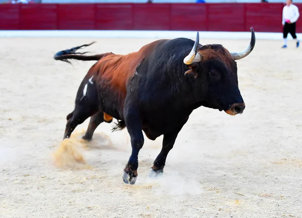 Toro Enojado Con Cuernos Grandes Plaza Toros Española — Foto de Stock