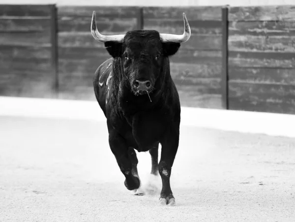 スペインの闘牛場に大きな角を持つ怒りの雄牛 — ストック写真