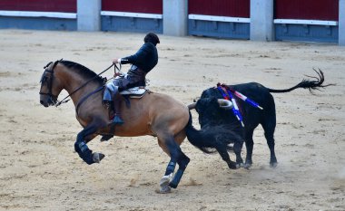 İspanya 'da boğa ve at arasındaki boğa güreşi.