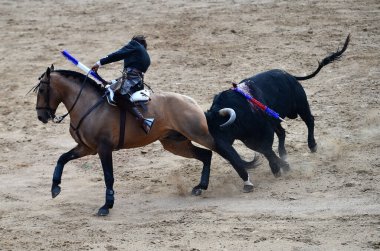 İspanya 'da boğa ve at arasındaki boğa güreşi.