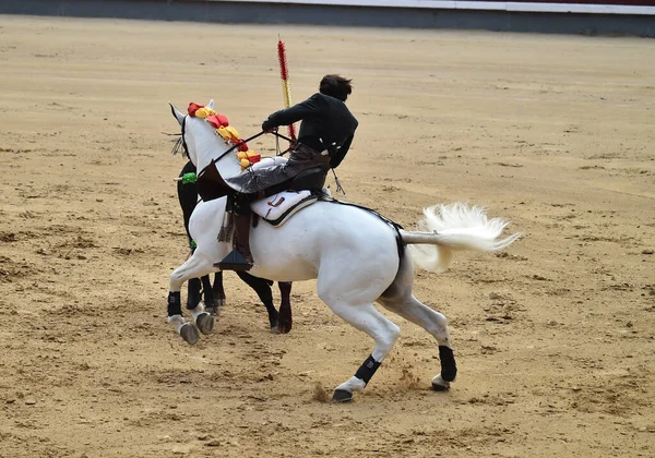 Toros Entre Toros Caballos España Plaza Toros Española — Foto de Stock