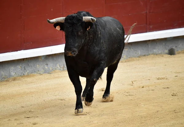 Tauromachie Traditionnelle Espagne — Photo