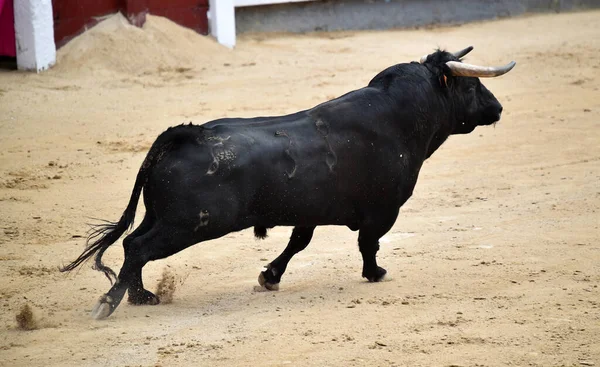 Traditionell Tjurfäktning Spanien — Stockfoto