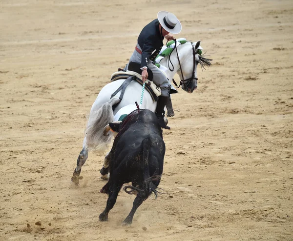 Toros Entre Toros Caballos España Plaza Toros Española — Foto de Stock