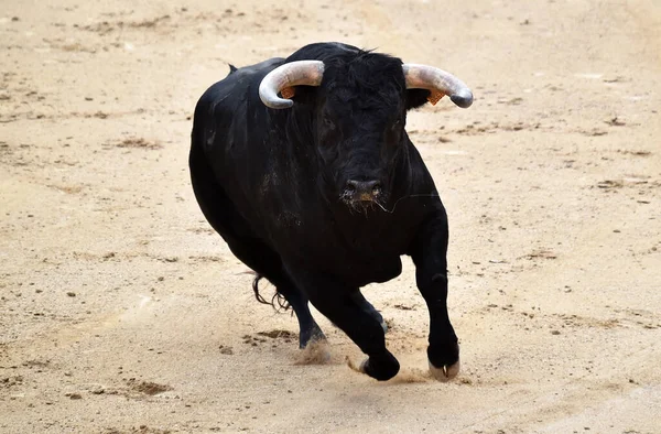 Tradicional Bullfighting Espanha — Fotografia de Stock