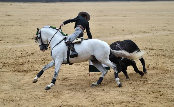 Stierenvechten Tussen Stier Paard Spanje Spaanse Arena — Stockfoto