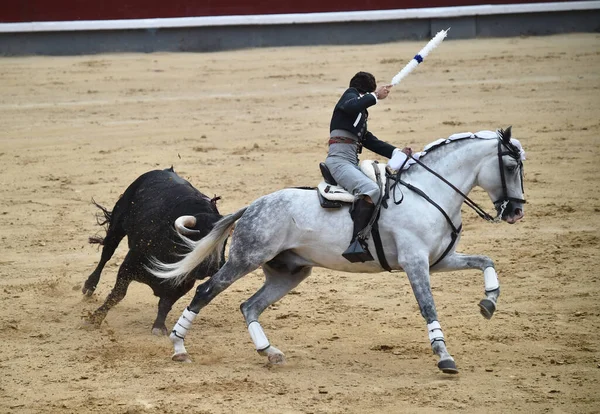 Toros Entre Toros Caballos España Plaza Toros Española —  Fotos de Stock