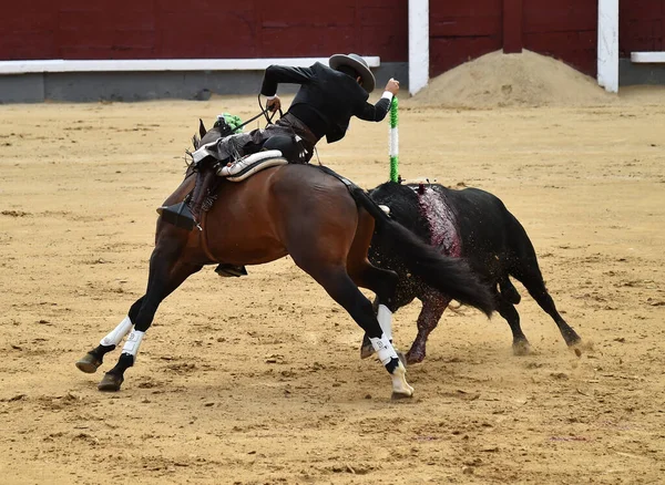 Toros Entre Toros Caballos España Plaza Toros Española —  Fotos de Stock