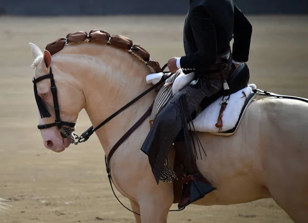 Corrida Tra Toro Cavallo Spagna Sul Bullring Spagnolo — Foto Stock