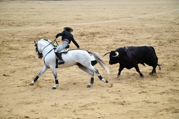 Bullfighting Bull Horse Spain Spanish Bullring — Stock Photo, Image