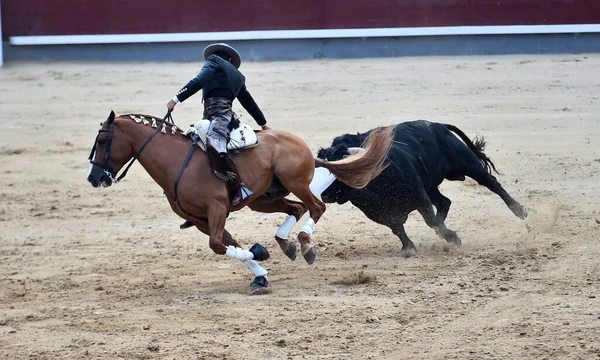 Toros Entre Toros Caballos España Plaza Toros Española — Foto de Stock