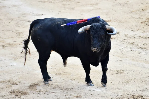 Hagyományos Bikaviadal Spanyolországban — Stock Fotó