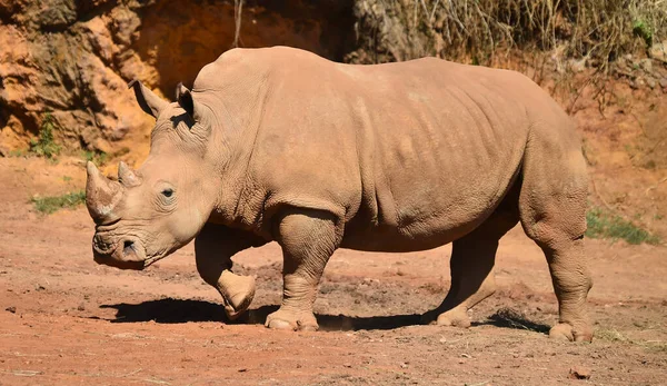 Huge Rhinoceros Big Horn Africa — Stock Photo, Image