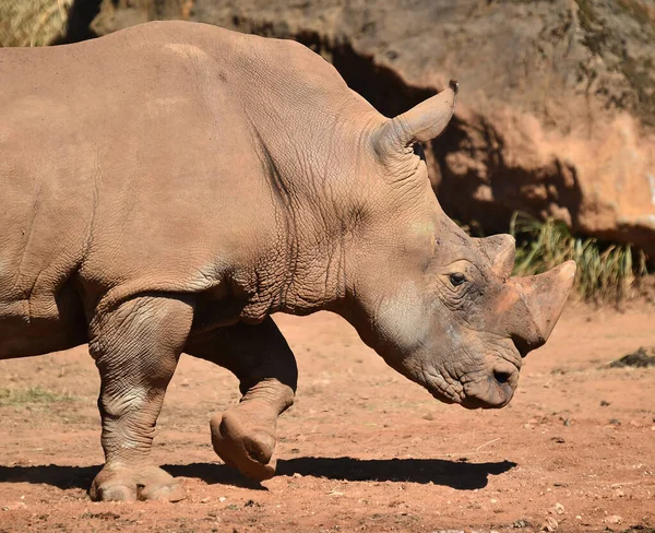 Huge Rhinoceros Big Horn Africa — Stock Photo, Image