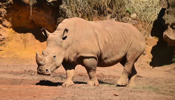 Huge Rhinoceros Big Horn Africa — Stock Photo, Image