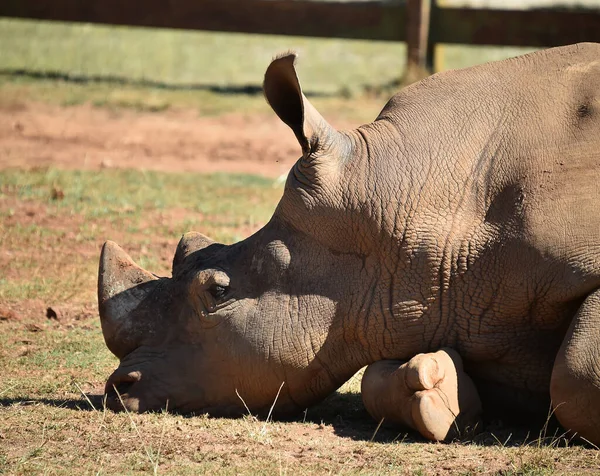 Énorme Rhinocéros Avec Grande Corne Afrique — Photo