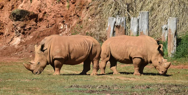 Huge Rhinoceros Big Horn Africa — Stock Photo, Image