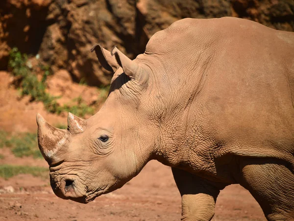 Huge Rhinoceros Big Horn Africa — Stock Photo, Image