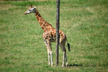 Afrika 'da safaride güzel bir zürafa.