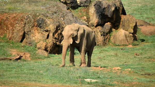 Énorme Éléphant Safari — Photo