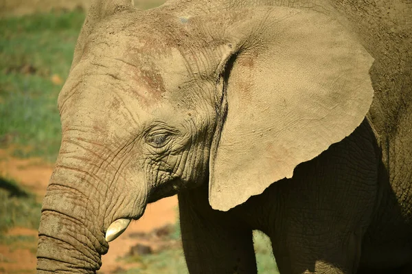 Ein Riesiger Elefant Auf Safari — Stockfoto