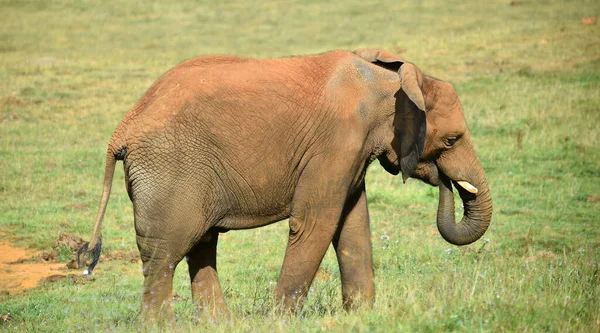 Ein Riesiger Elefant Auf Safari — Stockfoto